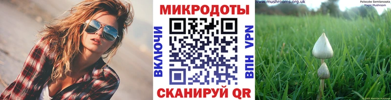 Галлюциногенные грибы Psilocybine cubensis Кущёвская